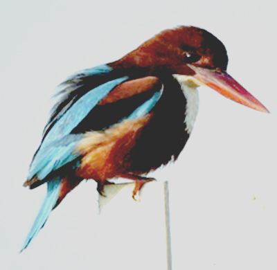 White-Throated Kingfisher 