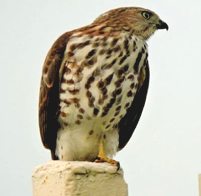 Shikra 