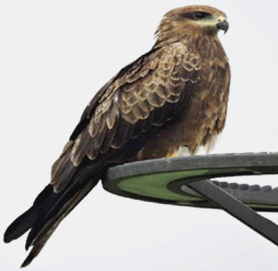 Black Kite