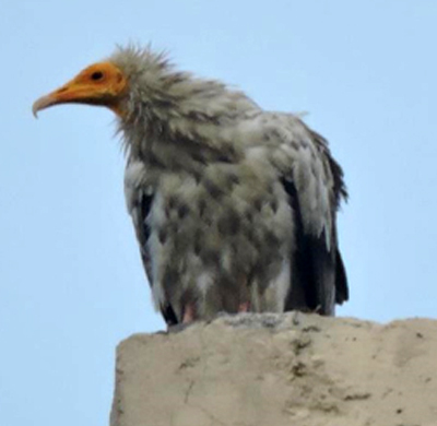 Brahminy Kite