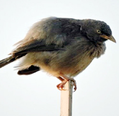 Jungle Babbler