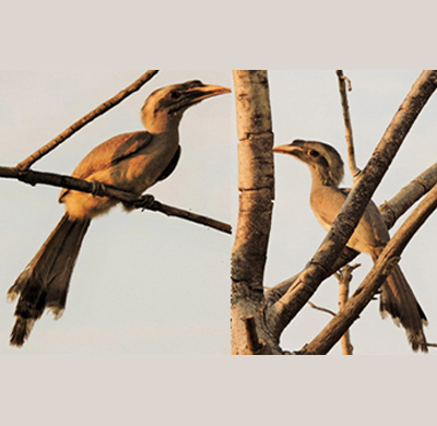 	Indian Grey Hornbill 