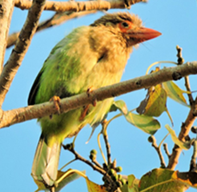 	
Brown-headed Barbet 