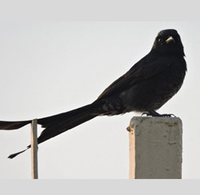 Black Drongo