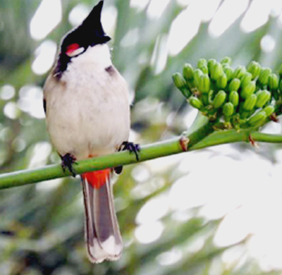 Red Whiskered Bulbul 