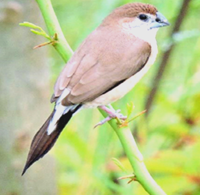 White – Throated Munia 