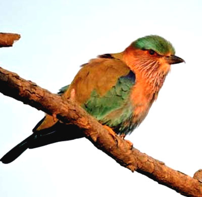 Indian Roller