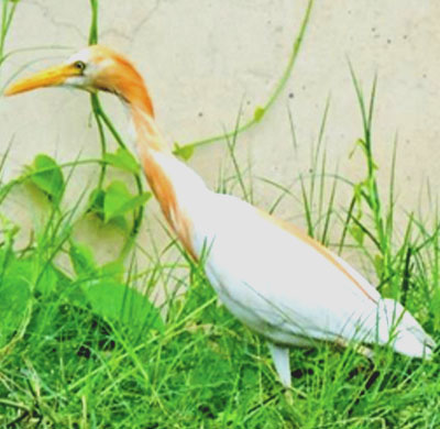 Cattle Egret