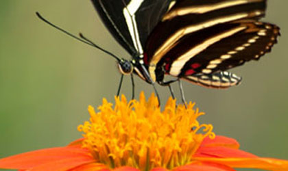 butterfly