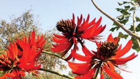 Indian Coral Trees 
