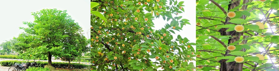Kadamba