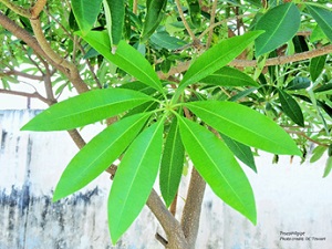 Saptaparna