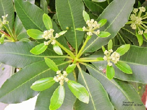 Saptaparna