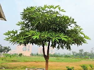 Saptaparna