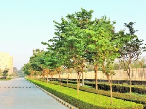 Kachnar