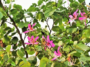 Kachnar