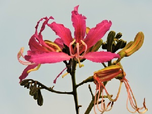 Kachnar