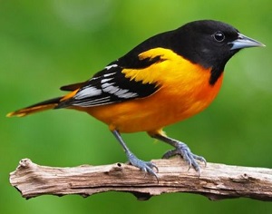 birds