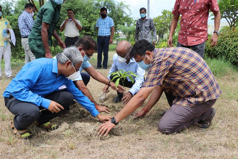 Tree Plantation