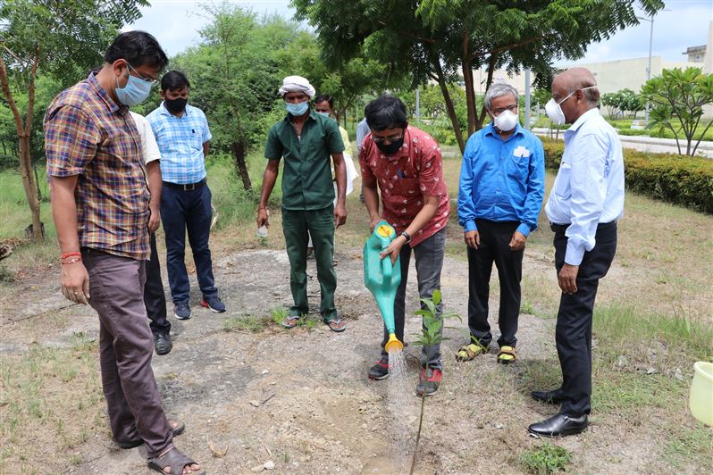Tree Plantation
