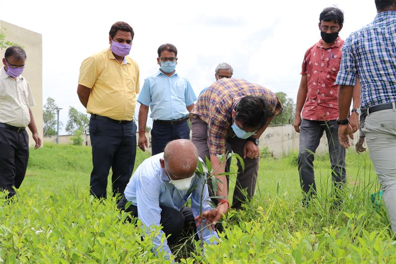 Tree Plantation