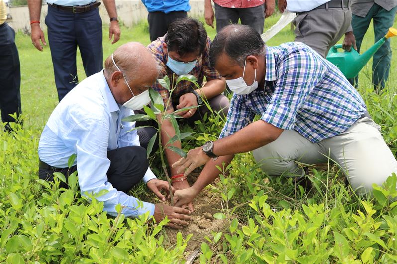 Tree Plantation