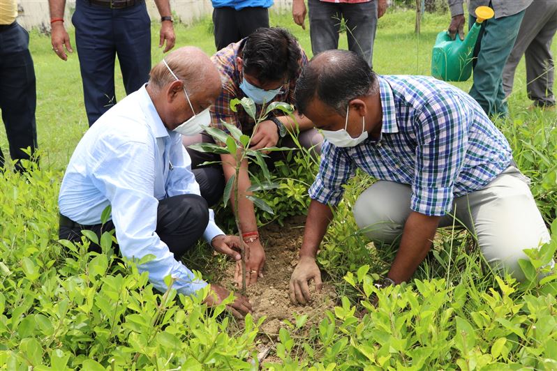 Tree Plantation